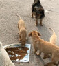 麦富迪麦富迪狗粮大袋通用40佰萃成犬粮土狗泰迪金毛拉布拉佰萃狗粮 佰萃成犬粮20kg(牛肉+螺旋藻） 实拍图