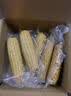 京鲜生东北玉米粒净重800克 新鲜玉米粒儿童健康轻食代餐源头直发 实拍图