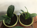 带盆带土6年大苗绿植盆栽室内精品花卉君子兰花苗花卉室内花卉鲜花花卉室内盆景盆栽绿植君子兰苗素颜 火焰红君子兰8-10片带盆带土 实拍图