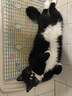华元宠具（hoopet）猫咪外出拉杆箱透气出行宠物双肩包大容量成猫幼猫便捷手提箱猫包 电视机猫包（不带拉杆） 适用25斤内宠物 实拍图