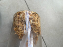 LIFELINE命脉虾干 仓鼠乌龟补钙粮食五谷面包虫干小鱼干淡水虾干南极磷虾 淡水烘干虾100g 实拍图