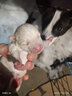 狼孩儿泰迪狗狗粮10斤成犬幼犬狗粮40斤泰迪小型犬天然粮20斤  10kg牛肉四拼粮(高营养20斤） 实拍图