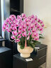 绿韵花田【两小时达】蝴蝶兰盆栽带花苞花剑花盆真花兰花开业乔迁生日礼物 8株梦幻紫（瓷盆随机） 实拍图