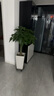 叹为观止大型独杆发财树庆典乔迁盆景绿植办公室盆栽客厅大型植物 辫子发财树1.2-1.4米 不含盆 实拍图
