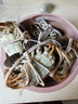 【活蟹】阳澄联合鲜活大闸蟹全母5.0-5.3两 10只生鲜螃蟹去绳足重海鲜年货礼盒源头直发 实拍图