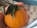 京鲜生 四川丑橘不知火 优级果5kg装 单果180g以上  新鲜水果 实拍图