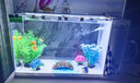 长锐侧滤鱼缸桌面办公室免换水生态水草超白水族箱 K400加热版【长41 宽22 高29】 实拍图