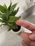开时果 绿植盆栽桌面水培绿植 办公室植物懒人盆景水养植物源头直发包邮 发财树+富贵竹+文竹+罗汉松 实拍图