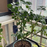 墨一灌木月季花苗特大花盆栽蔷薇四季开花 金丝雀 40cm 源头直发 实拍图