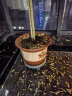 努拉派花盆加厚塑料花盆树脂花盆绿植绿萝花盆种树果树花盆 (口径48高36) 晒单实拍图