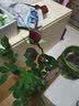 花大花月季花苗绿植嫁接四季好养欧月庭院阳台盆栽花卉好养活 绯扇 月季小苗 不含盆 实拍图