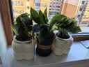 行湘绿萝盆栽水培绿植新房除甲醛绿植办公室净化空气花卉植物源头直发 实拍图