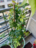 花友藤本月季花苗月季花树苗盆栽特大花苗庭院爬藤植物阳台蔷薇爬墙 夏洛特夫人【爬藤】大苗 1-1.3米高度多分叉 实拍图