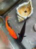 中国红冷水淡水观赏鱼锦鲤鱼活鱼金鱼小型好养红鲤鱼纯种小锦鲤 10-12cm长豹纹虎皮3条 实拍图