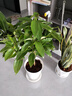 平安树盆栽中大型客厅摆放绿植观叶植物四季常青庭院植物 单株高约80厘米 不含盆 实拍图