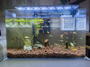YEE鱼缸金晶超白玻璃水族箱小型桌面客厅40金鱼缸裸缸热弯鱼缸自循环 40*24*25cm+壁挂过滤器+鱼缸灯 实拍图