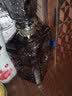 罗斯莉娜【俄罗斯国家馆】俄罗斯沙皇金樽牌伏特加VODKA白酒洋酒礼品喜酒 规格 双头鹰金标500ml*1 实拍图