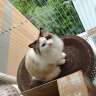 【京东物流】猫抓板磨爪猫窝一体耐磨不掉屑超大号猫玩具猫咪用品 椭圆巨无霸+猫薄荷 实拍图