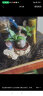 绿荫巷子带芽巴西木水培植物幸运木桌面绿植盆栽办公室室内水养小盆栽景 带芽【鎏金木形】格鲁特+帽和尚 【中号】直径6-7厘米 含营养液 实拍图