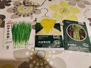 寿禾 鸡蛋黄大白菜种子苗春季黄心蔬菜种籽 鸡蛋黄白菜种子12g*2袋 实拍图