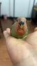 豪蚨 小太阳手养宠物鸟亲人可上手宠物活物牡丹鹦鹉活体鸟说话鸟和尚 绿桃半毛1只 实拍图