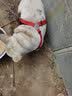 宠物圈（PETCIRCLE）狗狗牵引绳狗链子项圈泰迪金毛小型中大型幼犬牵狗绳子宠物用品  玫瑰红+胸背 L码 建议30-60斤 实拍图