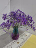 爱满（AIMAN）满天星天然干花花束ins网红生日 新房装饰摆件风干真插花家居摆设 紫色满天星  【带M款花瓶】 实拍图