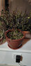开时果 正宗胡椒木盆栽清香型 桌面植物苗防驱蚊草绿植盆景源头直发包邮 【组合】6年胡椒木+竹柏-2盆 实拍图