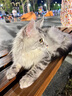 佳朔 纯血统大体缅因猫活体幼猫宠物猫大型缅因库恩猫温顺家养宠物猫 宠物级 【棕虎斑缅因】 实拍图