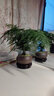 叹为观止18种吊兰任你选金边吊兰各种盆栽花卉客厅垂吊桌面植物净化空气 文竹【紫砂盆+底托+苔藓】 含盆 实拍图