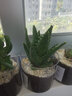 绿荫巷子多肉植物类绿植盆栽肉肉办公室内仙人掌球桌面带盆好养活小盆景 【芦荟】+大号玻璃杯土砂 实拍图