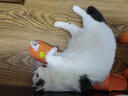 夸克猫粮 幼猫成猫英短美短蓝猫布偶全价通用猫咪主粮 鱼肉味0.5kg 实拍图