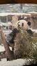 熊猫 萌兰 熊猫图书（赠熊猫杯垫+海报+手绘贴纸+明信片*4，近80张照片，全景呈现“三太子”么么儿成长轨迹） 实拍图