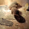 宠尚天鸵鸟幼崽活苗幼苗一对非洲活体脱温苗小活澳洲成年大驼鸟鸸鹋定金 实拍图