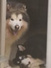 皇家狗粮GR26大型犬狗粮maj30成犬gr25金毛皇家犬奶糕mas30德牧 皇家GR26大型成犬15KG 实拍图