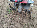 时谷微耕机动力源自宗申汽油旋耕机小型耕地开沟机松土机犁地除草多功 【宗申225】旋耕+除草 实拍图
