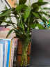 欧芽富贵竹水培植物转运开运竹花卉绿植盆栽室内花客厅水养节节高 富贵竹70-80厘米10棵 含选项里的花瓶 晒单实拍图