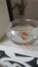 共度（Gong Du）玻璃鱼缸球形圆形缸生态草缸乌龟缸居家创意桌面水族箱观赏金鱼缸 中号裸缸 直径25cm 口径19cm 高度12cm 实拍图