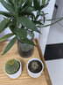 绿荫巷子仙人掌球多肉植物盆栽室内类电脑桌面绿植小盆栽组合好养肉肉盆景 推荐【易养五盆组合】白瓷含托盆 含盆 实拍图