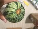 鸢语 现货山东羊角蜜甜瓜 产地直发 香瓜 脆甜多汁新鲜水果现摘现发 博洋9号甜瓜5斤 单果250克+ 实拍图