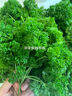 绿食者新鲜荷兰芹250g 法国香菜 旱芹菜 新鲜蔬菜 西餐火锅摆盘装饰材料 500g 实拍图