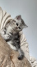 鲜朗（XIANLANG）低温烘焙全价无谷幼猫猫粮营养布偶蓝猫金渐层高蛋白鲜郎奶糕猫粮 烘焙幼猫粮1kg袋装 晒单实拍图
