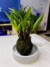 劉閣蘭花兰花苗 澳洲七彩石斛兰 冬带花苞出售泼墨香水石斛室内外花卉盆栽 七彩石斛6-8苗年底开花 带底座 实拍图