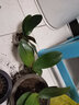 御春阁蝴蝶兰花苗盆栽室内观花植物桌面阳台年宵花卉四季开花绿植花卉 光芒四射蝴蝶兰+透明原盆+原土 实拍图