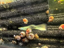 疯狂水草孔雀鱼活体水族宠物观赏鱼冷水耐活小型热带鱼淡水鱼苗 【4CM左右】临产孔雀鱼E 共8条 实拍图
