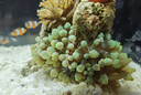 海葵荧光绿红海葵珊瑚绿地毯小丑鱼共生海葵软体鱼缸奶嘴 紫头奶嘴海葵10cm左右（绿奶品种 实拍图