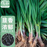 寿禾 韭菜籽种子苗宽叶四季盆栽菜籽 独根红韭菜种子12g约2200粒  实拍图