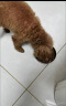 好主人狗粮 金装优护犬粮【临期】 成幼犬通用鲜鸡肉无谷冻干亮泽毛发 优护通用犬粮 亮泽毛发12斤 实拍图