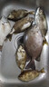 梦达 蚯蚓活饵鲜活红虫垂钓鱼饵料鲫鱼鲤鱼野钓黑坑鱼料打窝料鱼食通杀 【活体蚯蚓】二斤蚯蚓(大号)+送营养土+送蚯蚓盒 实拍图