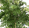 京云梦清香木盆栽防蚊虫驱蚊草桌面清香胡椒木绿植紫砂古绿金盆源头直发 实拍图
